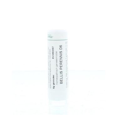 Bellis perennis D6