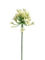 Agapanthus dame crÃ¨me 75cm