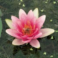 Roze waterlelie (Nymphaea Laydekeri Lilacea) waterlelie - 6 stuks - thumbnail