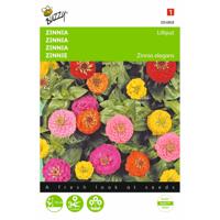 2 stuks Zinnia elegans Liliput Pompon Dubbelbl. Gemengd