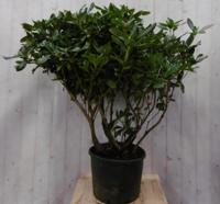 Rododendron 120 cm wit Warentuin Natuurlijk - Warentuin natuurlijk