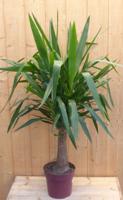 Palmlelie Yucca Elephantipes potmaat 22 cm H90-110 cm 1 dikke stam kamerplant Warentuin Natuurlijk - Warentuin natuurlijk
