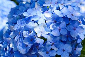 Kleinblijvende hortensia