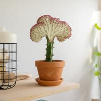 Euphorbia Lactea (rode kraag) - P11