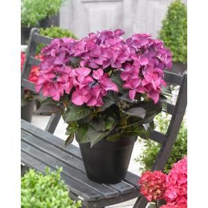 Hydrangea Macrophylla "Black Diamond® Dark Angel Purple"® schermhortensia - 25-30 cm - 1 stuks