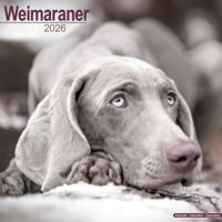 Weimaraner Kalender 2026