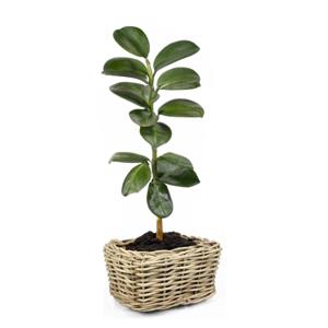 Planten/bloemen mand - rechthoekig - rotan - gevlochten riet - 49 x 37 x 30 cm - drypot