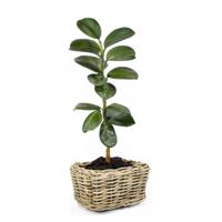 Planten/bloemen mand - rechthoekig - rotan - gevlochten riet - 49 x 37 x 30 cm - drypot