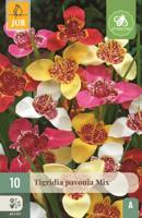 Tigridia pavonia mix