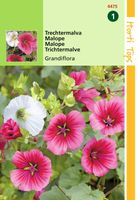 Malope Trifida Grandiflora Gemengd - Hortitops