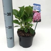 Hydrangea Macrophylla "Gertrud Glahn" boerenhortensia - thumbnail