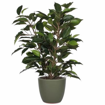 Mica Decorations - groene ficus kunstplant - 40 cm - in plantenpot dennengroen - D13.5 en H12.5 cm