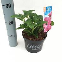Hydrangea Macrophylla "XS Little Pink" boerenhortensia - thumbnail