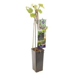 Blauwe druif Vitis Regent 60 cm