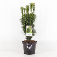 Cephalotaxus harringtonia fastigiata 55 cm - Warentuin natuurlijk