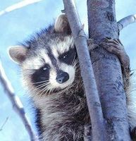 Raccoon (wasbeer)