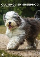Old English Sheepdog A3 Kalender 2026 Old English Sheepdog A3 Kalender 2026