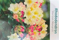 Rhododendron Horizon Monarch - Warentuin natuurlijk