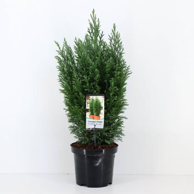 Chamaecyparis law ellwoodii 65 cm - Warentuin natuurlijk
