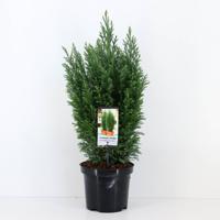 Chamaecyparis law ellwoodii 65 cm - Warentuin natuurlijk