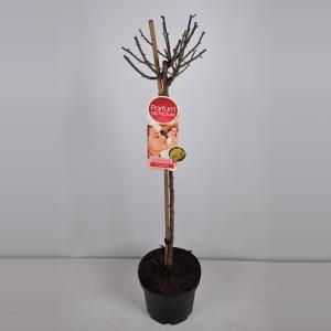 Grootbloemige roos op stam Parfum de Nature (rosa "Diamonds Forever"®) - Op stam 90 cm - 1 stuks