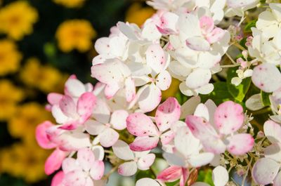 Pluimhortensia