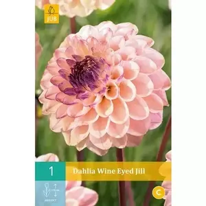 1 Dahlia Wine Eyed Jill