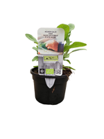 Puur kruiden Salvia officinalis - Salie biologisch