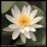 Witte waterlelie (Nymphaea Marliacea Albida) waterlelie - 6 stuks - thumbnail