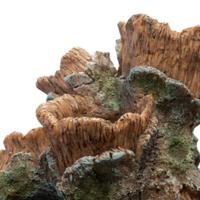 Sf scapers wood planty s - Superfish