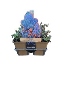 Nepeta faassenii - Kattenkruid 6 pack