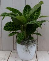Calathea groen blad witte pot 40 cm Pauwenplant Warentuin Natuurlijk - Warentuin natuurlijk
