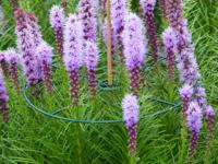 Plantensteunen dia. 40cm set a 3 stuks Nature - Nature