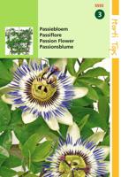 Passiflora Coerulea Passiebloem - Hortitops