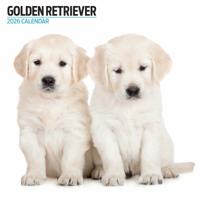 Golden Retriever Modern Kalender 2026