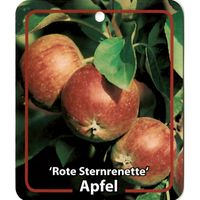 Malus Domestica Rote Sternrenette - Oosterik Home - thumbnail