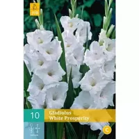10 Gladiolus White Prosperity - thumbnail