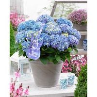 Hydrangea Macrophylla Music Collection "Blue Ballad"® boerenhortensia - 25-30 cm - 1 stuks