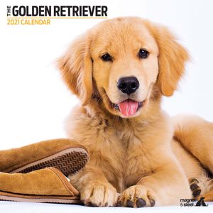 Golden Retriever Kalender 2021 Modern
