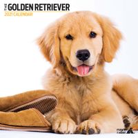 Golden Retriever Kalender 2021 Modern - thumbnail