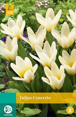 Tulipa Concerto, 5 bloembollen - Jub