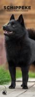 Schipperke Slimline Kalender 2026