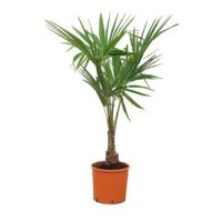 Trachycarpus Fortunei - 130 cm