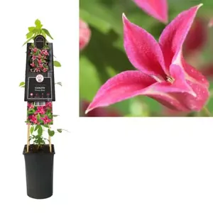 Klimplant Clematis Princess Diana - Roze Bosrank