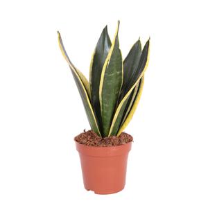 Sanseveria Trifasciata Superba P 12 cm