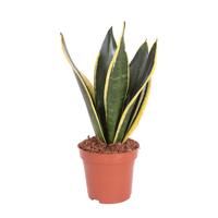 Sanseveria Trifasciata Superba P 12 cm