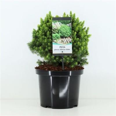 Picea glauca Alberta Globe 25-30 cm Conifeer - Warentuin natuurlijk
