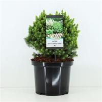 Picea glauca Alberta Globe 25-30 cm Conifeer - Warentuin natuurlijk