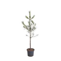 Pinus wallichiana 80-100 cm Conifeer - Warentuin natuurlijk