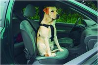 Beeztees Wandel- en Autogordel Hond XL - thumbnail